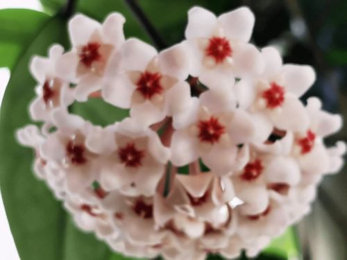 光照、水分，养花新手必堪三要素！