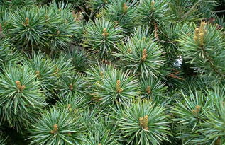 盆栽五针松， 注意果实空心