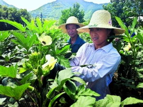 浙江江山：黄秋葵全株利用