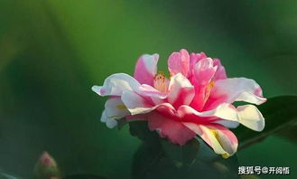 月季过冬小技巧