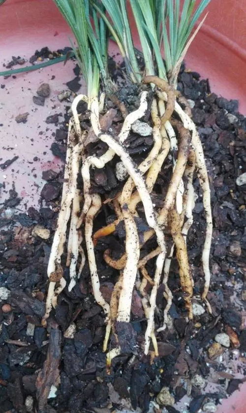 松树皮的正确使用方法