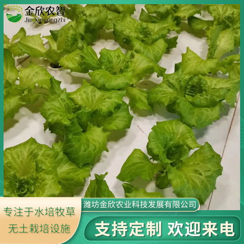 无土生菜栽培，打造绿色花卉新潮流