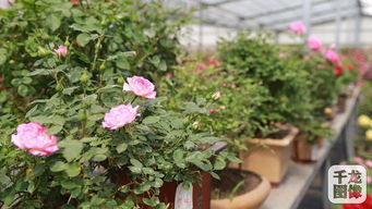 老桩月季树的稀有之处