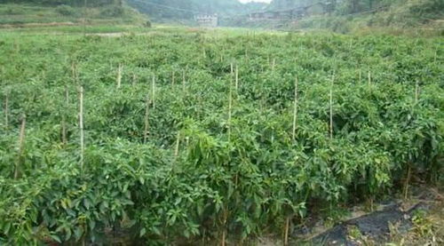 癞葡萄在哪个季节种植最适宜？何时是种植癞葡萄的最佳时期