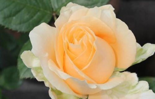 高贵气质的月季