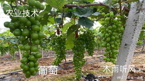 使用百菌清防治葡萄褐斑病，注意事项要记牢！