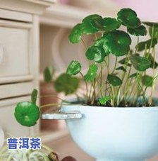 茶叶水妙用：浇灌植物的绿色魔法