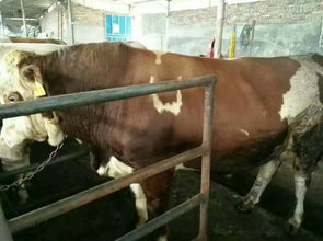 草鱼饲料自己怎样配，市面上草鱼饲料多少钱一吨？