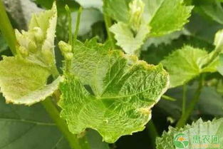 葡萄果锈病相关问题解答