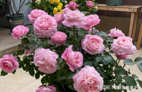 南阳月季花球：直径80CM的视觉盛宴