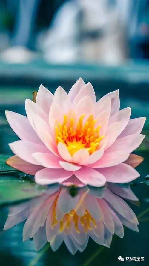 荷花的花蕾颜色之谜