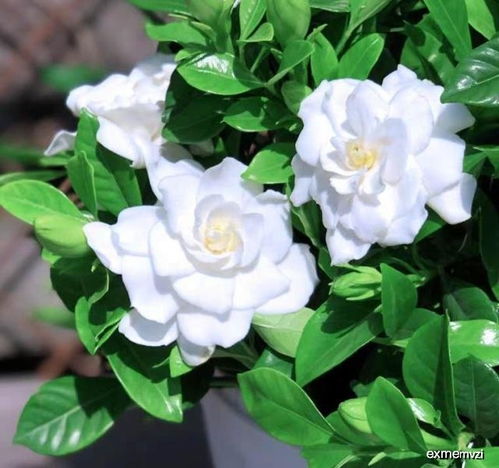 栀子花苞焉掉，是缺水还是病虫害
