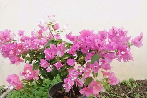 秋季开什么花？这些花好看又好养一定要知道