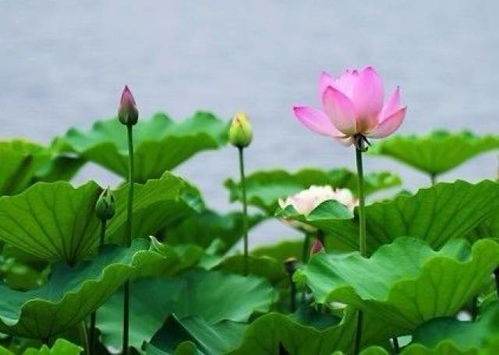 荷花养殖，水是关键