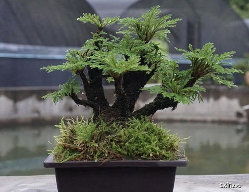 多种多样的松树盆景