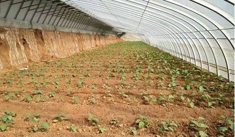 二、需要种植健康的有机蔬菜