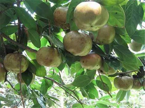 红花大果油茶亩产2000斤真的可嫩吗？