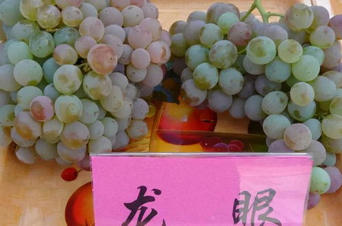中国葡萄种类繁多，其中不乏珍稀品种