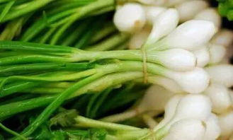 蓝刺头：展翅欲飞的燕雀