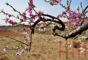 桃花的特点要牢记