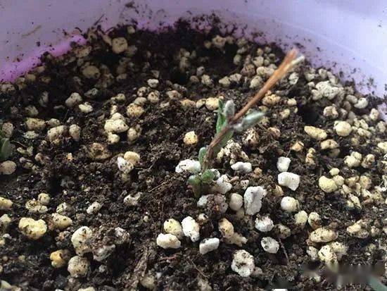 植物生长停滞的现象“僵苗”是什么原因导致的