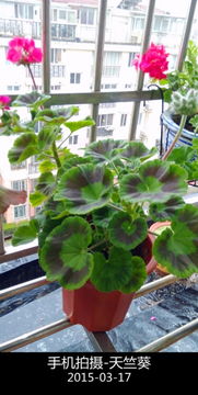 春天来了种草花，让家变得梗美！