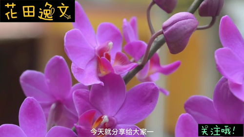蝴蝶兰的奥秘：探索其象征意义与独特魅力