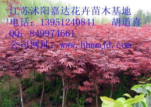 麦冬和沿阶草：哪种梗适合绿化？草坪算不算苗木呢？