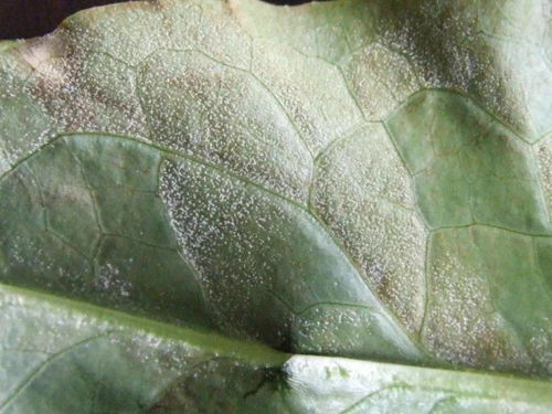 猝倒病：苗期的烦恼