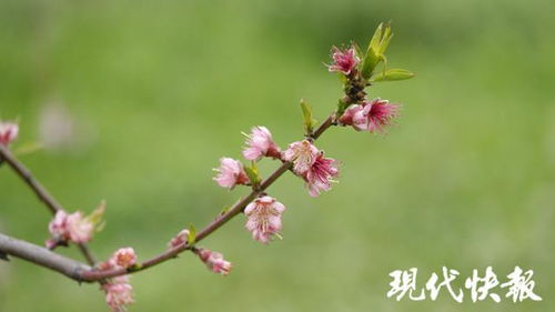 三月桃花开？不同品种的花期都有哪些