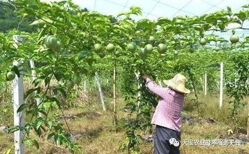 苯醚甲环唑：百香果炭疽病的克星？