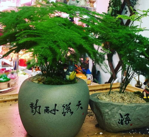 冬季养护， 防冻又保墒