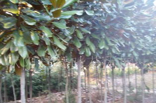 种植大叶女贞的注意事项