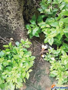 那天我路过那片儿