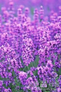 3. 超临界萃取法