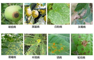 识别苹果树溃疡病斑，精准防治