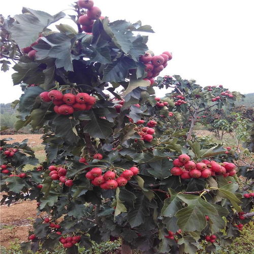 十公分山楂树苗价格揭秘，性价比高的推荐来啦！