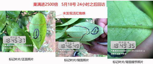 恶霉灵加生根剂：果树黄叶病的克星