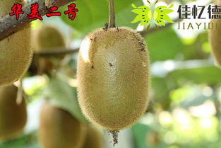 中草药和经济作物的选择