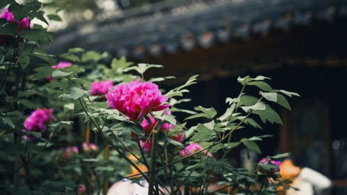 牡丹之美，象征富贵、优雅