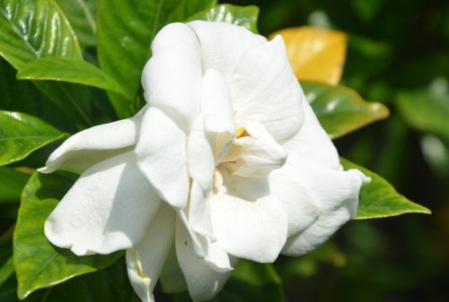 香雪兰在北方种植的黄金季节