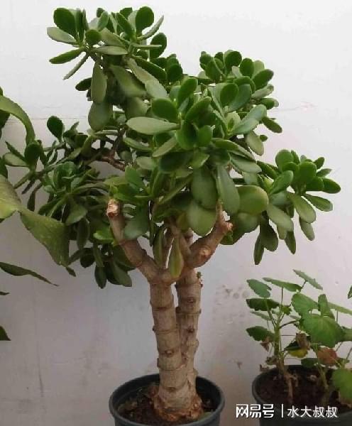 四季常绿，花开不断，但这植物真是让人头大？