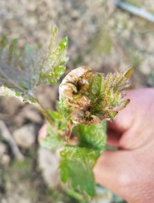 螺螨酯的商品名有螨危、螨危多