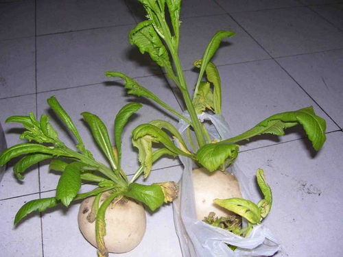 磷肥种类多，科学施用增产量