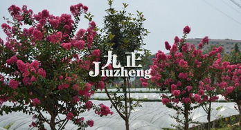 紫薇树的养护：细节决定成败