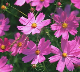 波斯菊播种，烂根怎么办？揭秘3步浇水法提升出苗率92%！