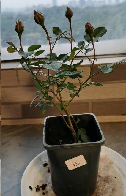 月季的浇水管理