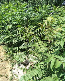 香椿树在哪个月份种植最合适？