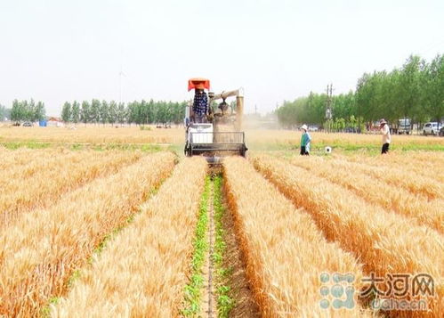 麦田除草剂，辣椒的“天敌”？