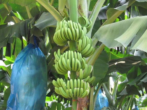 施肥技巧要掌握